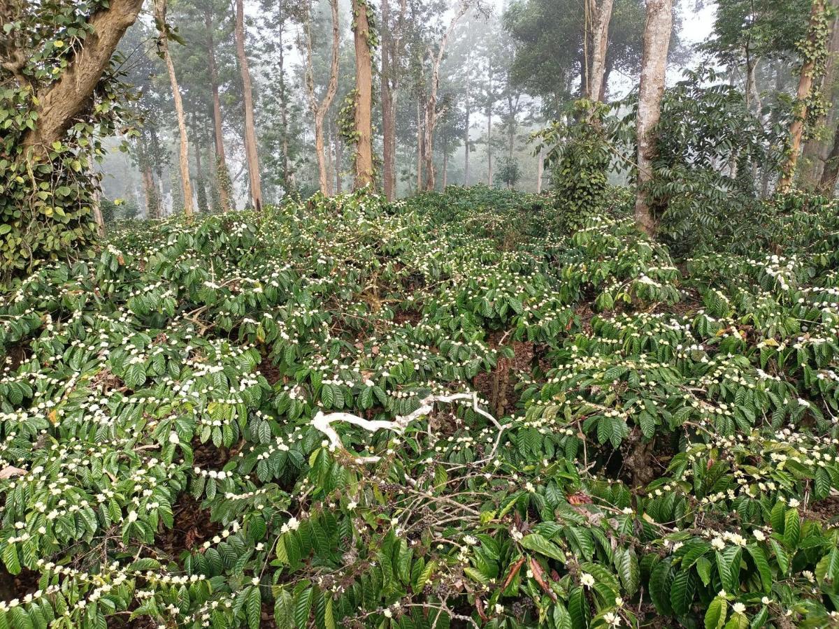 Coorg Kolamotte Gonikoppal Exterior foto