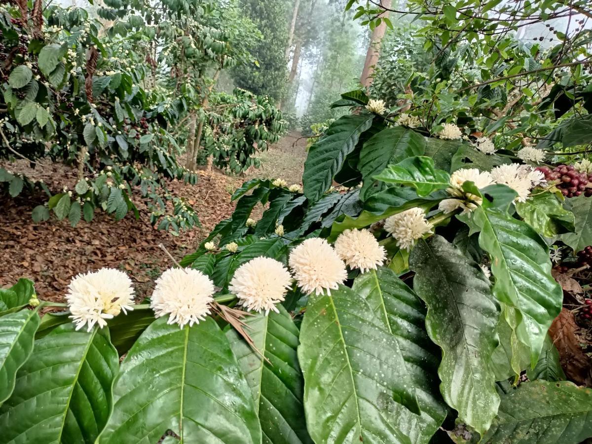 Coorg Kolamotte Gonikoppal Exterior foto